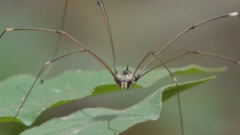 Harvestmen on green leaf. Stock Footage 137162000