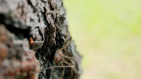 Harvestmen Resting on Tree Trunk Moving Positions Macro Video Vidéo 339695343
