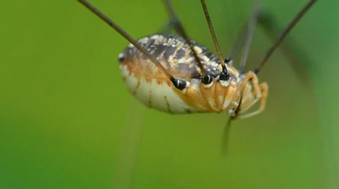 Harvestmen Spider Stock Footage 28501280