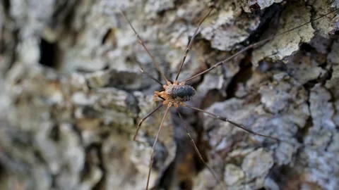 Harvestmen on Tree Trunk Macro Video Stock Footage 339294332