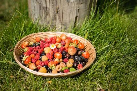 Harvests: assorted berries in a basket Stock Photos
