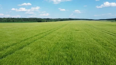 Harvest's Embrace: A Mesmerizing Drone's View of Wind-Whispered Crops on a Bliss Stock Footage 244170021