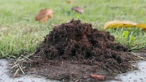 Harworking ants Stock Footage 136809752