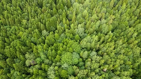 Harz forest densely planted top view flying drone coniferous deciduous green  Stock Footage 159165692