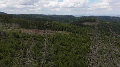 Harz forest dieback and reforestation plateau aerial view Germany Vídeo Stock 341282844