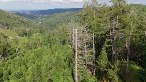 Harz forest dieback with dead spruce trees aerial view Germany 動画素材 341282823