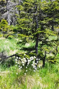 Harz mountain forest Stock Photos