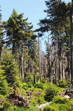 Harz mountain forest Stock Photos