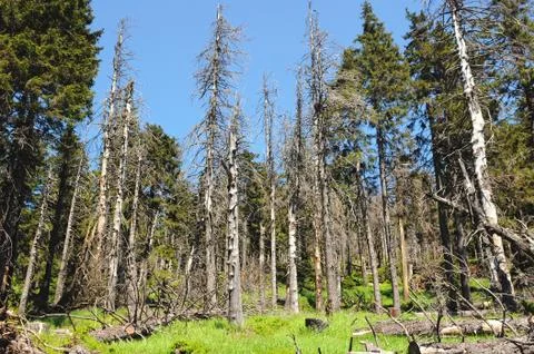 Harz mountain forest Stock Photos