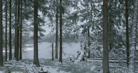 Harz mountain range Oderteich lake with trees and snowy rough forest landscape Stock Footage 235141073