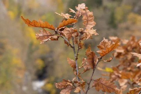 Harzer Hexenstieg Bode Valley 스톡 사진