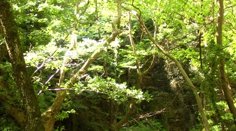 Hasanboguldu, Ida Mount in Turkey 動画素材 46859386