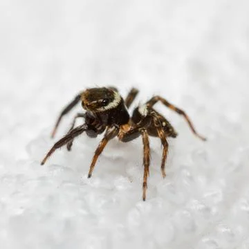 Hasarius adansoni jumping spider Stock Photos