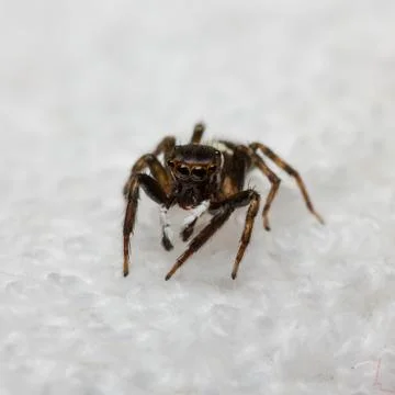 Hasarius adansoni jumping spider Stock Photos