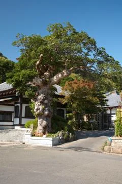 Hase temple Stock Photos