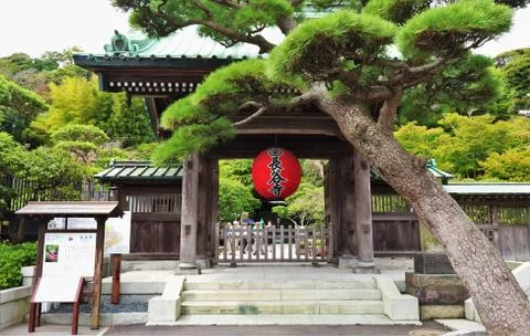 Hasedera Stock Photos
