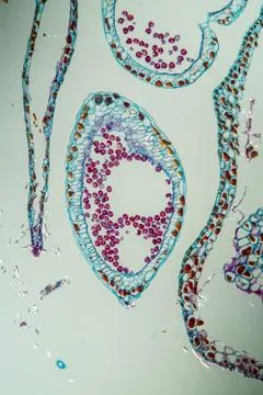 Haselktzchen Stock Photos