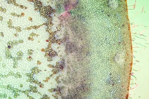 Haselnu Stock Photos