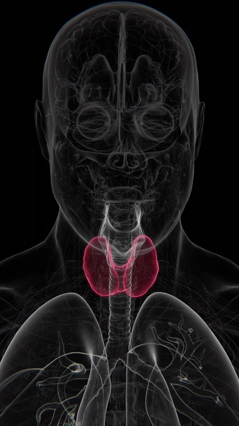 Hashimoto's thyroiditis is an autoimmune disorder in which the immune system Stock Footage 345125710