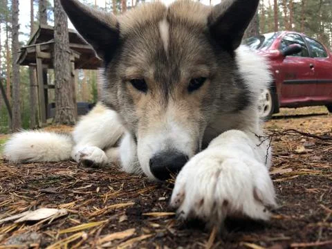 Haski dog Stock Photos