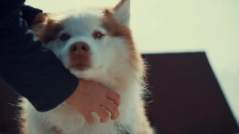 HASKY ON BAIKAL5 Stock-Footage 105320444