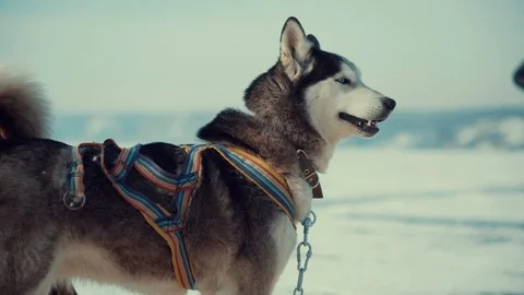 HASKY ON BAIKAL7 Stock Footage 105320341