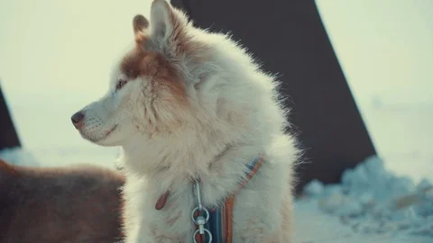 HASKY ON BAIKAL8 Vídeo Stock 105320449