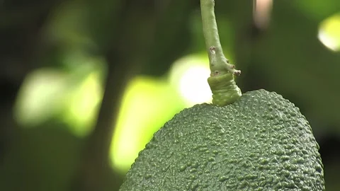 Hass avocado and peduncle in tree Stock Footage 256893375