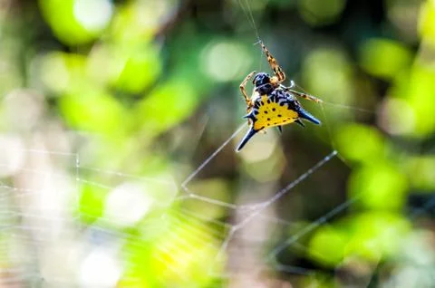 Hasselt's spiny spider on cobweb Stock Photos