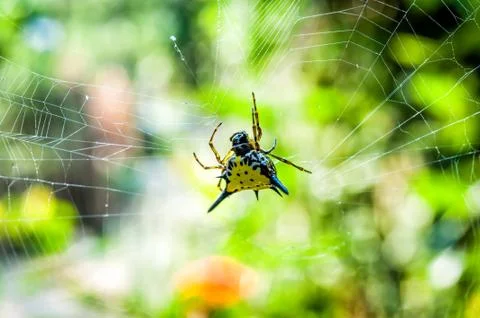 Hasselt's spiny spider on cobweb Stock Photos