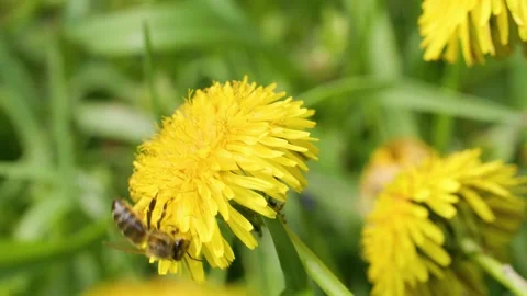 Hasty bee on dandelion Stock Footage 230070747