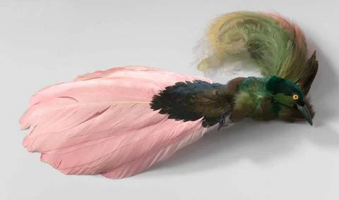 . Hat feather composed of the stuffed head of a paradise bird (?), Feather... Stock Photos