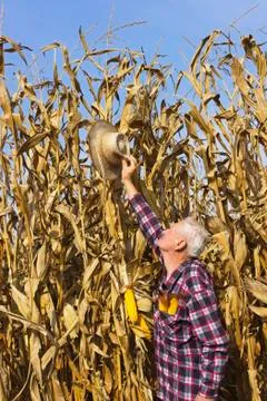 Hat up high, corn are very tall this year Stock Photos
