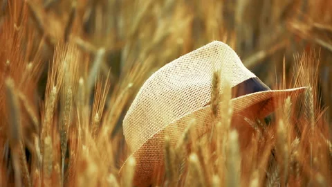 Hat over a ripe gold wheat field moved by the wind during a sunny day. Stock Footage 132140261