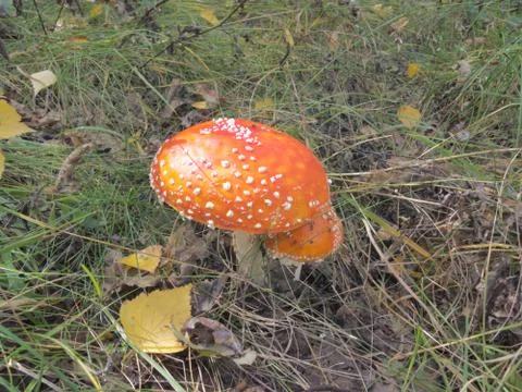 Hat red mushroom. Fly agaric in a forest glade 库存照片