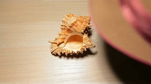 Hat seashell hand wooden table hd footage Stock Footage 108690011