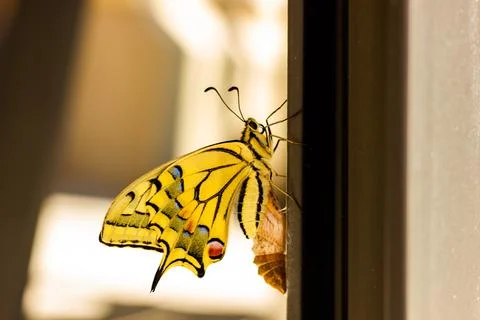 Hatched butterfly Stock Photos