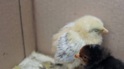 Hatched chick in a cardboard box Stock-Footage 39725190