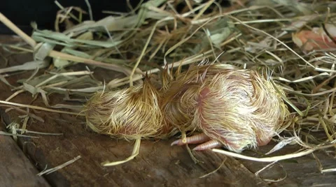 Hatched chick HD 動画素材 8641823