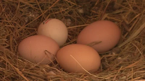 Hatched chicken eggs in the nest Stock-Footage 47878458