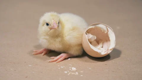 Hatched chicken is near an eggshell, close up. Chicken hatching from egg at a Video stock 93082818