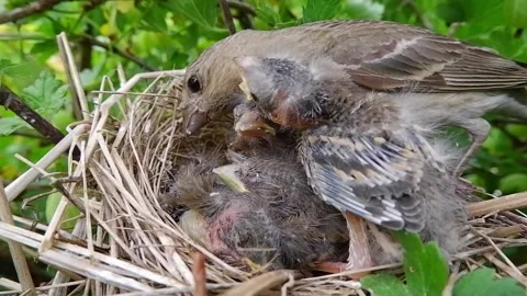 Hatched chicks in the nest Stock Footage 157835034