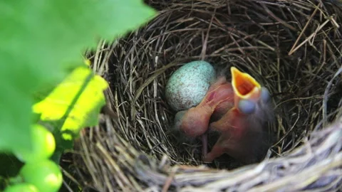 The hatched chicks in the nest require food. Stock Footage 136471044