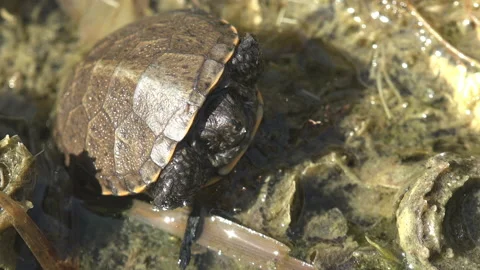 Hatched from an egg in wild. Boby, small turtle was rescued after a severe droug Stock Footage 139011356
