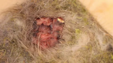 Hatched tit chicks in a bird house nest Stock Footage 308301054