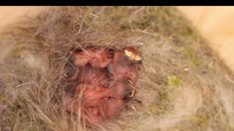 Hatched tit chicks in a bird house nest Stock Footage 309317647