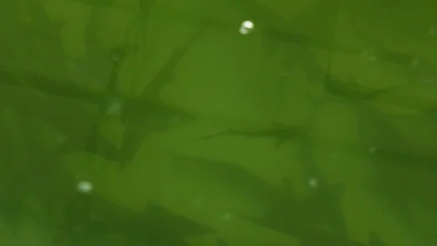 Hatchery Fish Sterlet in the Pool Video stock 106879793