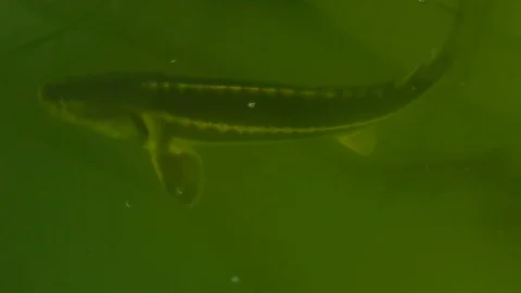 Hatchery Fish Sterlet in the Pool Stock-Footage 106888086