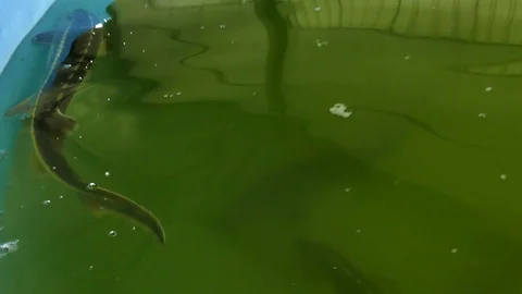 Hatchery Fish Sterlet in the Pool Stock-Footage 106888498