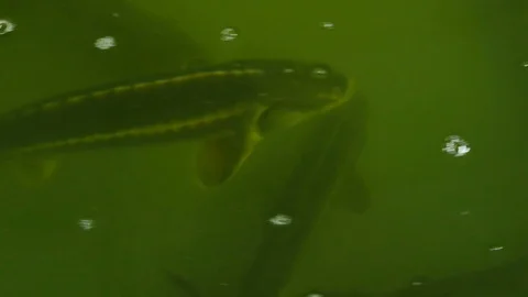 Hatchery Fish Sterlet in the Pool Stock Footage 106888937